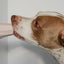 The Ubbe Modern Dog Licking Toy