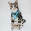 Cat Step-In Harness - Purrs & Petals
