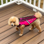HawkVest
