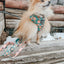 Dog Collar - Pawfect Poms