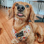 Dog Adjustable Harness - Disney's Belle