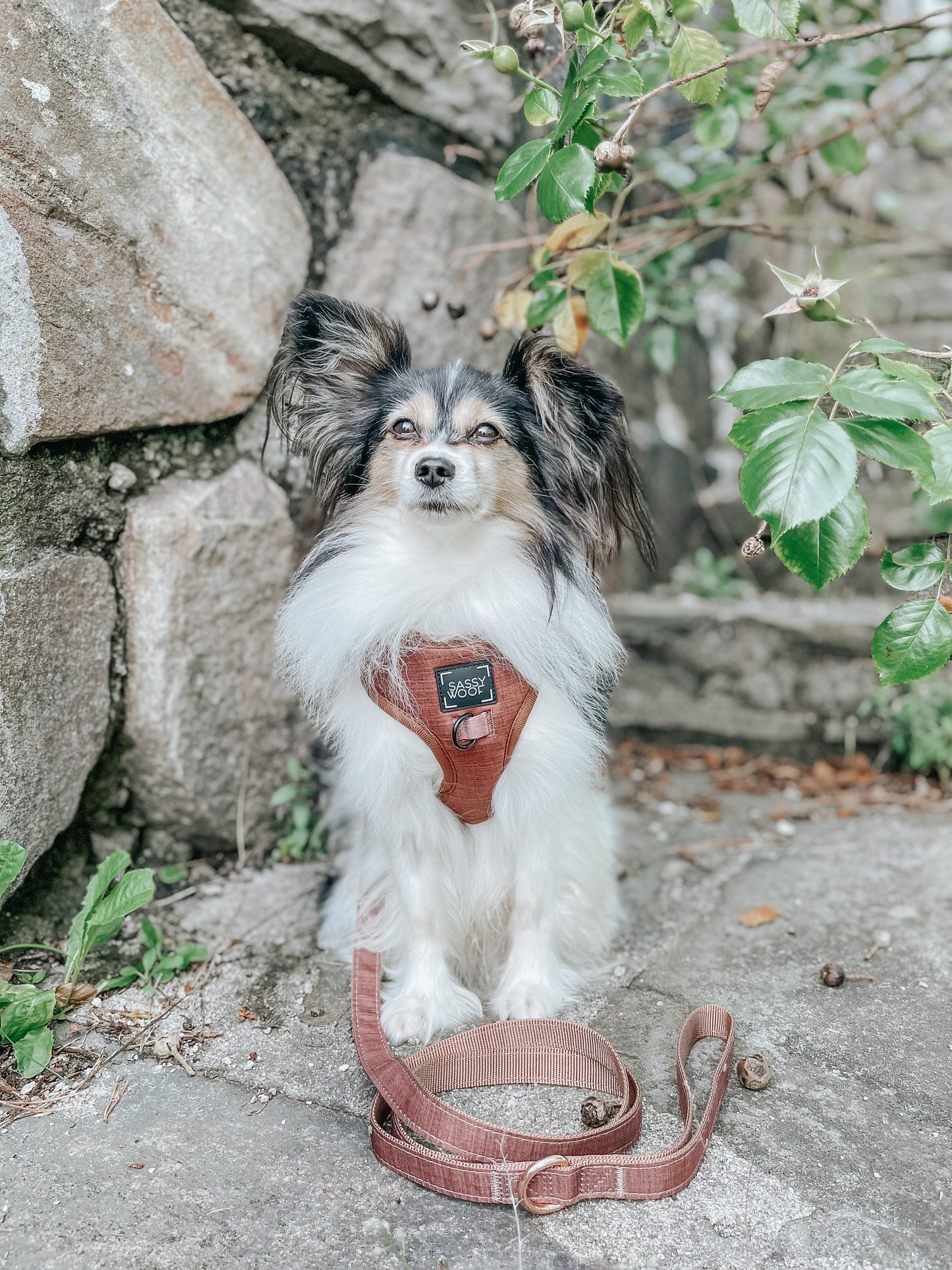 Dog Leash - Teddy