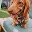 Dog Adjustable Harness - Chocolate Milk