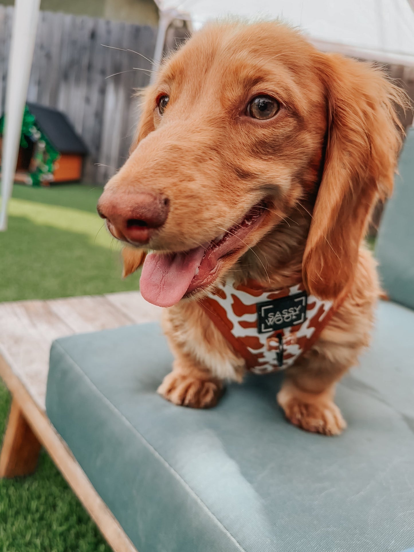 Dog Adjustable Harness - Chocolate Milk