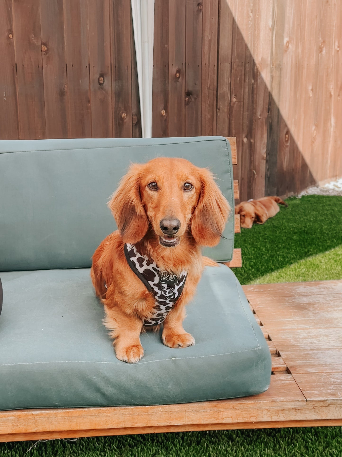 Dog Adjustable Harness - Whole Milk