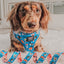 Dog Leash - The Powerpuff Girls™ (Blue)