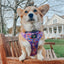 Dog Adjustable Harness - Willy Wonka & The Chocolate Factory™