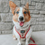 Dog Leash - Harry Potter™ Marauder's Map™
