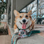 Dog Leash - Peanuts™ Beagle Scouts