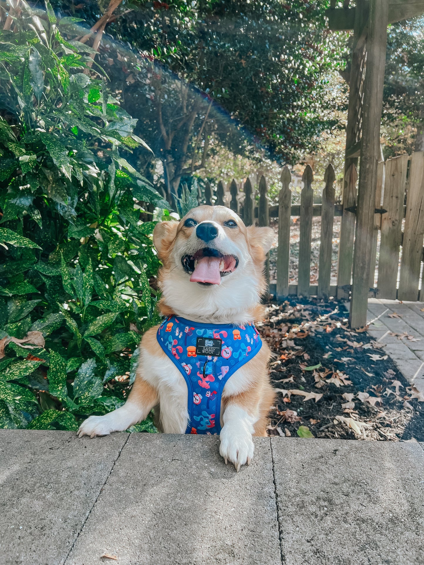 Dog Adjustable Harness - Blue's Clues™