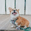 Dog Step-in Harness - Peanuts™ Beagle Scouts