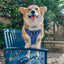 Dog Collar - Blue's Clues™