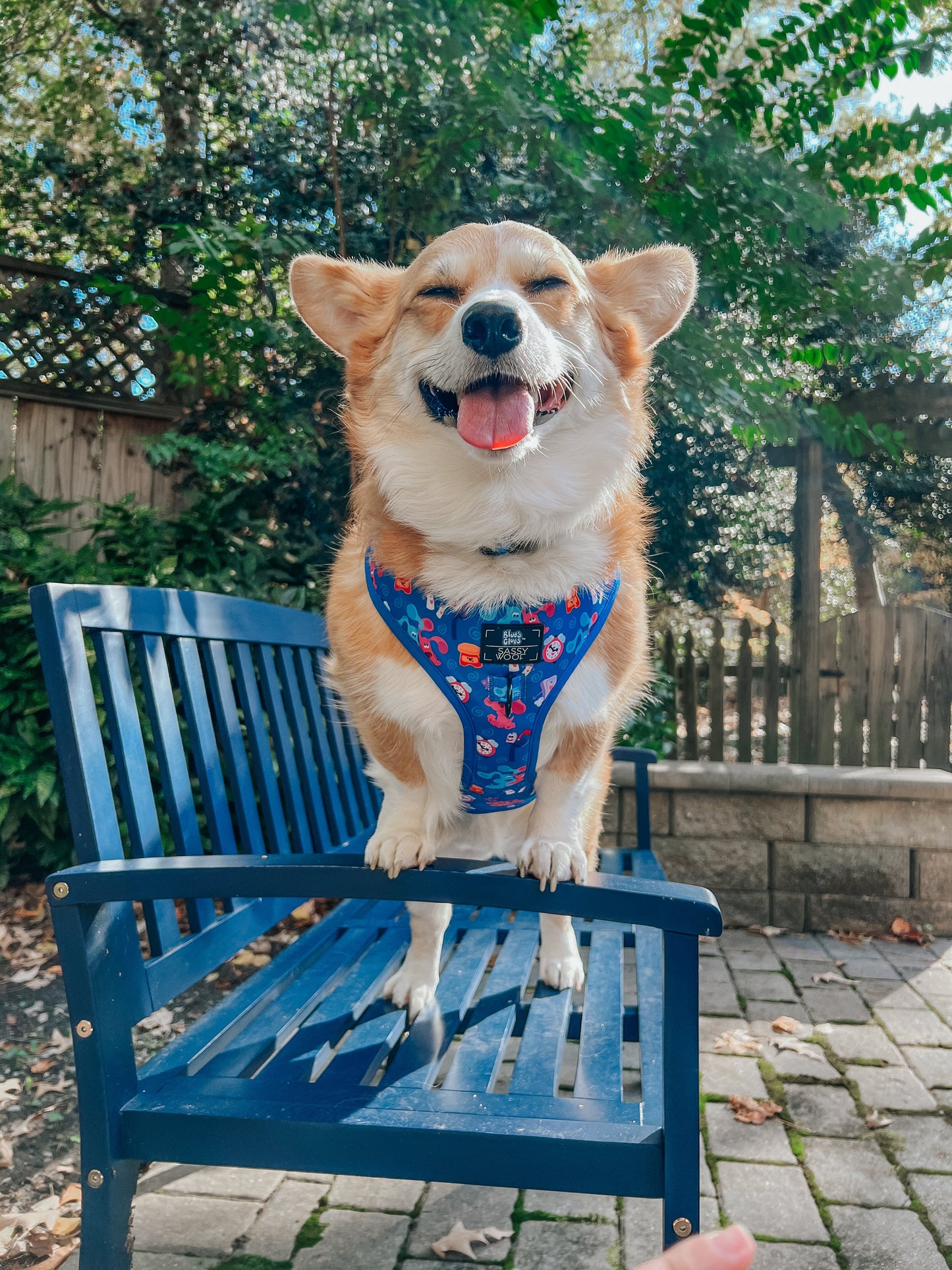 Dog Collar - Blue's Clues™