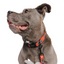 Dog Leash - Harry Potter™ Stamps