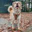 Dog Adjustable Harness - The Night Life
