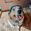 Dog Bucket Hat - Disney's Stitch