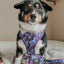 Dog Adjustable Harness - Mojo Jojo™