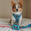 Dog Leash - The Powerpuff Girls™ (Blue)