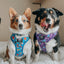 Dog Adjustable Harness - Mojo Jojo™