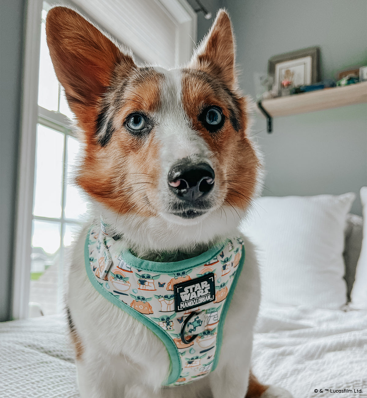 Dog Adjustable Harness - STAR WARS™ The Child™