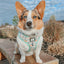 Dog Collar - STAR WARS™ The Child™