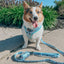 Dog Adjustable Harness - Disney's Stitch