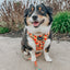 Dog Leash  - Mango Tango