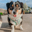 Dog Adjustable Harness - STAR WARS™ The Child™