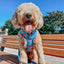 Dog Adjustable Harness - The Powerpuff Girls™ (Blue)