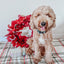 Dog Collar - Under the Mistletoe