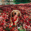 Dog Adjustable Harness - Merlot