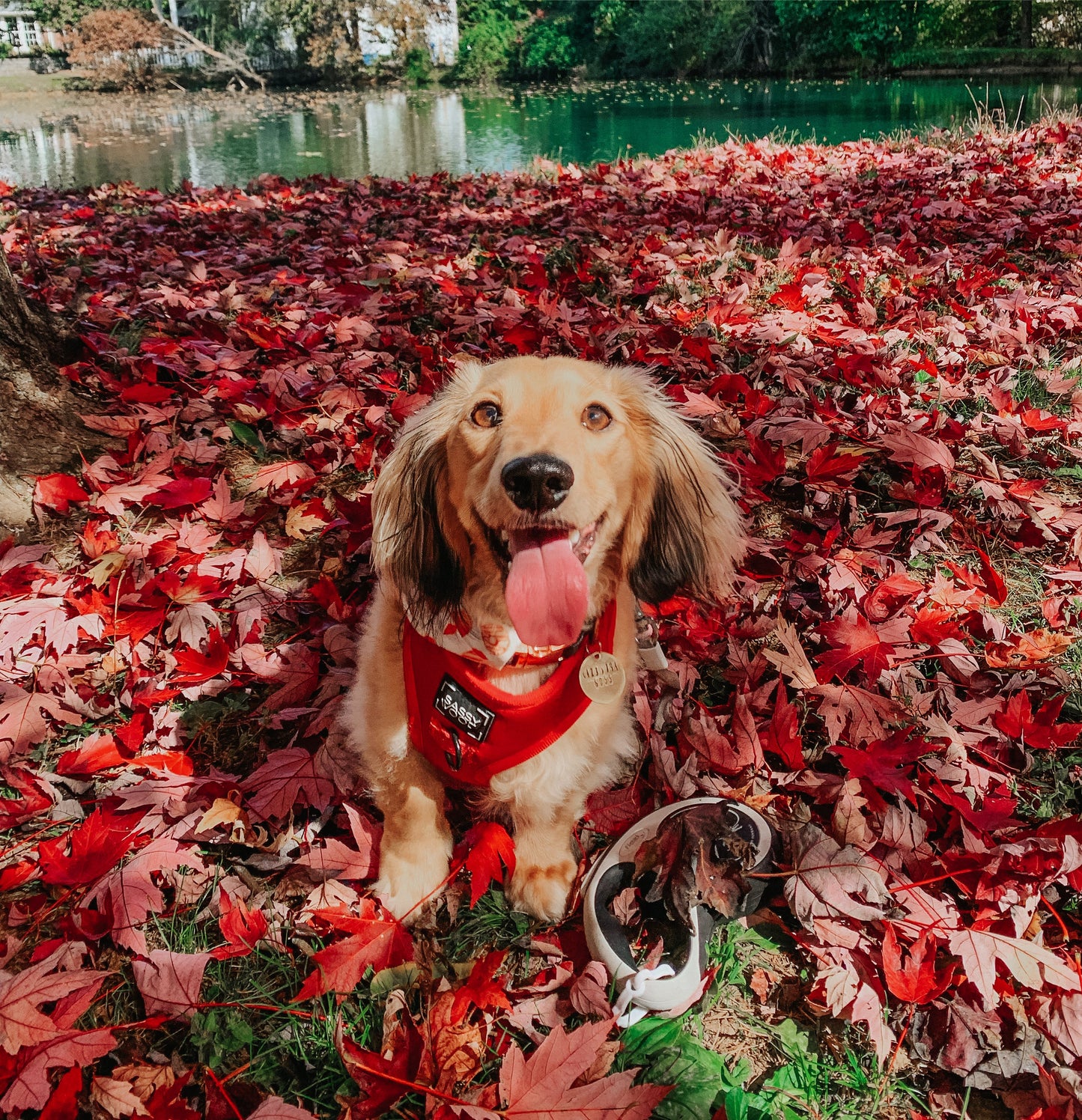 Dog Adjustable Harness - Merlot