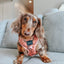 Dog Adjustable Harness - Muscle Bod