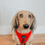 Dog Adjustable Harness - Neon Red