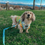 Dog Adjustable Harness - Mush Love