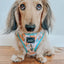 Dog Adjustable Harness - Mush Love