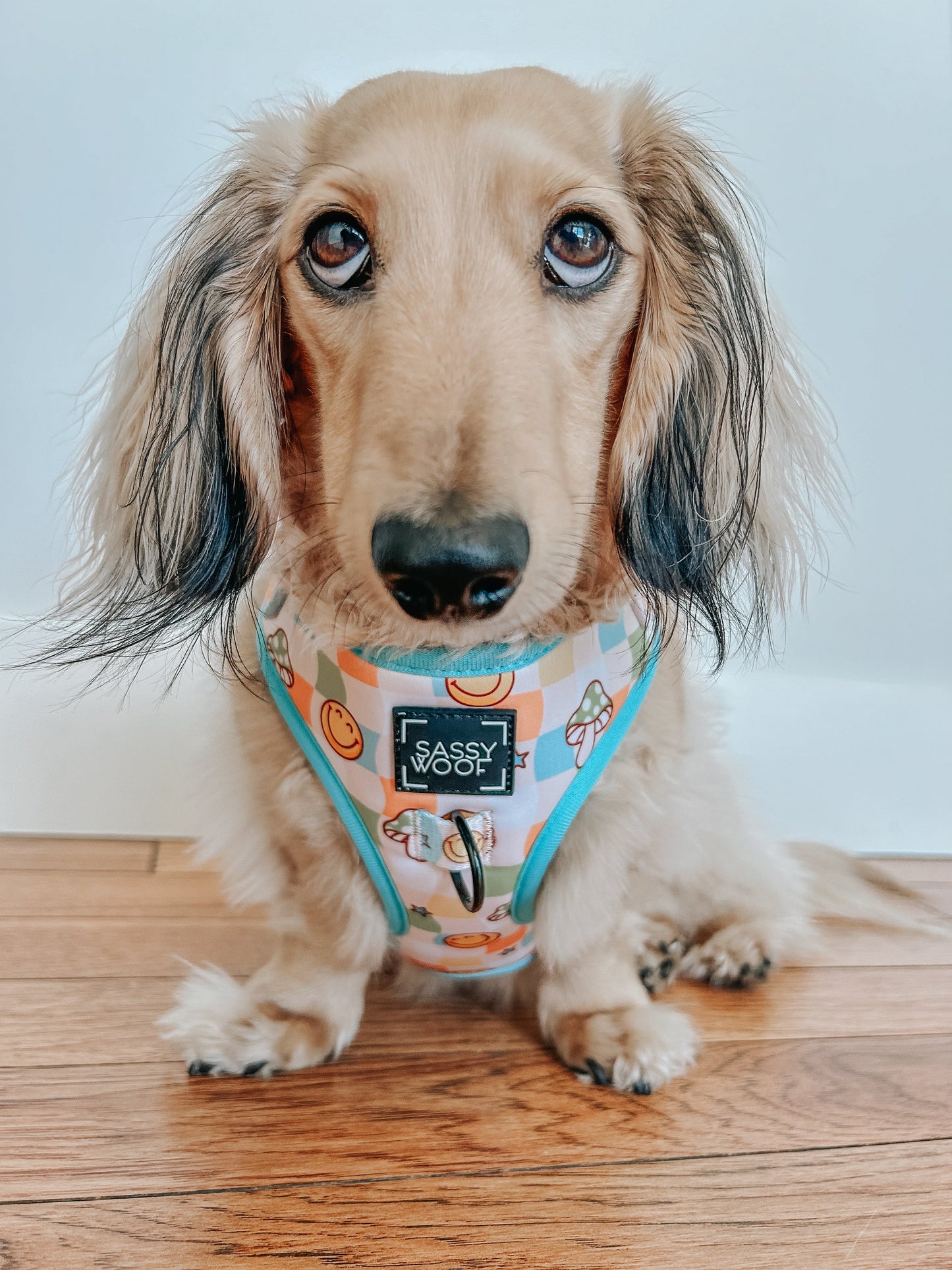 Dog Adjustable Harness - Mush Love