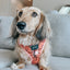 Dog Adjustable Harness - Muscle Bod