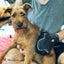 2 in 1 Pet Grooming Glove for Dogs & Cats - Double Sided
