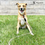 Rope Leash - 6 Styles