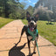 Dog Reversible Harness - Wag Your Teal