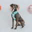 Dog Reversible Harness - Wag Your Teal