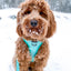 Dog Reversible Harness - Wag Your Teal