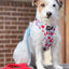 Dog Rope Leash - Watermelon Sugar