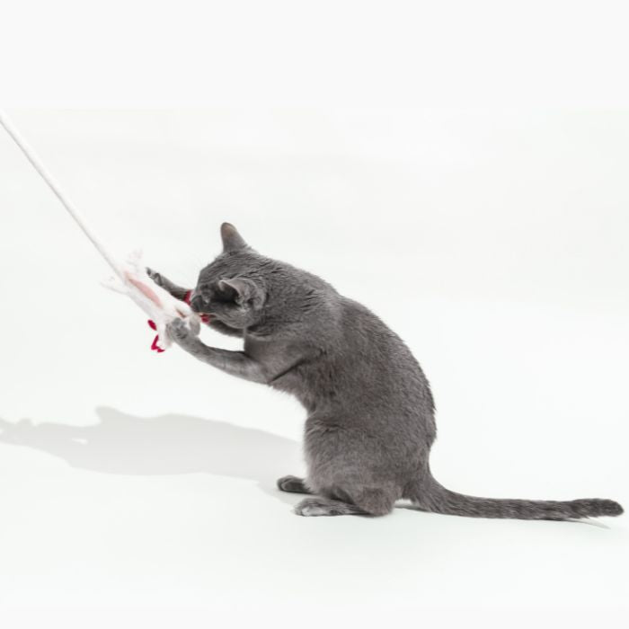 A Little 'Lotl - An Axolotl Wool Cat Toy
