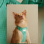 NO PULL ACTIVE  PET HARNESS - MINT GREEN