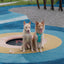 NO PULL ACTIVE  PET HARNESS - APRICOT