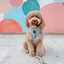 Dog Rope Leash - Fiesta