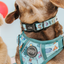 Dog Collar - Disney's Winnie the Pooh