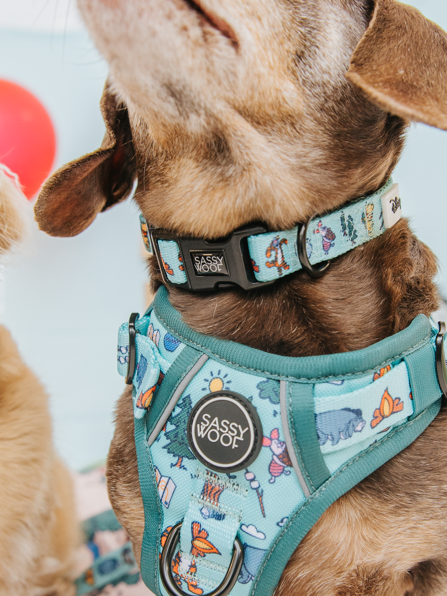 Dog Collar - Disney's Winnie the Pooh
